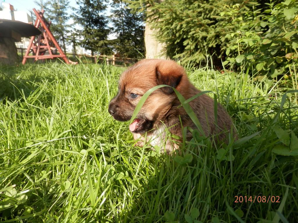 Zagroda Agroturystyczna Wiecha Mieroszow Exterior foto
